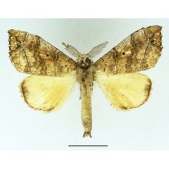 /filer/webapps/moths/media/images/V/vilis_Epitrotonotus_AM_Basquin_02.jpg