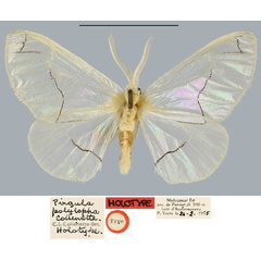 /filer/webapps/moths/media/images/P/polylopha_Pirgula_HT_MNHN.jpg