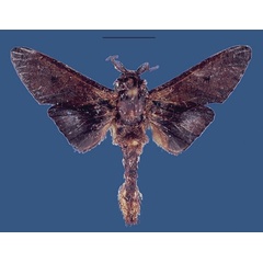 /filer/webapps/moths/media/images/M/mineti_Morondavania_HT_MNHN.jpg