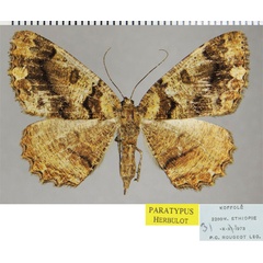 /filer/webapps/moths/media/images/G/galla_Xylopteryx_PTF_ZSM.jpg