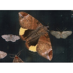 /filer/webapps/moths/media/images/P/praestans_Achaea_A_Roland_08.jpg