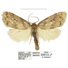 /filer/webapps/moths/media/images/B/bokwaongo_Spatulosia_HT_ANHRT.jpg