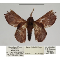/filer/webapps/moths/media/images/A/andersoni_Pseudometa_AM_TMSA.jpg