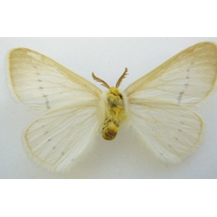 /filer/webapps/moths/media/images/P/pretoriana_Phiala_HT_NHMUKb.jpg