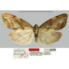 /filer/webapps/moths/media/images/V/variegata_Exilisia_HT_MNHN.jpg