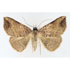 /filer/webapps/moths/media/images/D/digoniata_Maxera_AF_TMSA_01.jpg