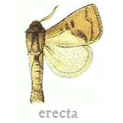 /filer/webapps/moths/media/images/E/erecta_Metarbela_HT_MfN.jpg
