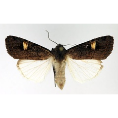 /filer/webapps/moths/media/images/A/africana_Brithysana_AM_Aulombard_RNxvxCh.jpg
