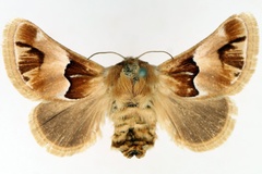 Homosusica eugrapha