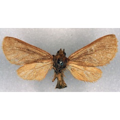 /filer/webapps/moths/media/images/J/jubdoensis_Metarctia_A_ZSM_01.jpg