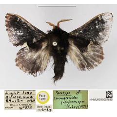 /filer/webapps/moths/media/images/F/fuliginosa_Epicnapteroides_PTM_NHMUK.jpg