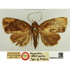 /filer/webapps/moths/media/images/A/albirivula_Maurilia_HT_NHMUK.jpg