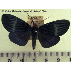 /filer/webapps/moths/media/images/M/monteirona_Massaga_A_OUMNH.jpg