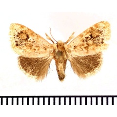 /filer/webapps/moths/media/images/S/schultzei_Niphadolepis_AM_BMNH.jpg