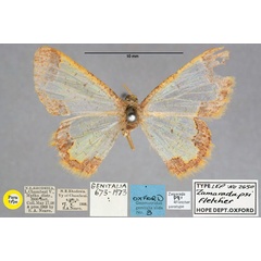 /filer/webapps/moths/media/images/P/psi_Zamarada_PT_OUMNH_01.jpg