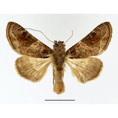 /filer/webapps/moths/media/images/E/euchroides_Ctenoplusia_AM_Basquin_03.jpg