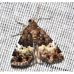 /filer/webapps/moths/media/images/D/decissima_decissima_Aconzarba_A_Braun_09.jpg