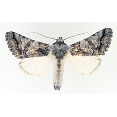 /filer/webapps/moths/media/images/H/harmonica_Proruaca_AM_TMSA_01.jpg
