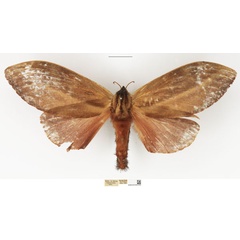/filer/webapps/moths/media/images/R/rohdei_Cheligium_AF_NHMUK_01.jpg