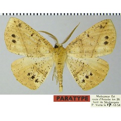 /filer/webapps/moths/media/images/T/tristigma_Psilocerea_PTM_ZSM.jpg