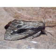 /filer/webapps/moths/media/images/C/chanleri_Metajana_A_Mateke.jpg