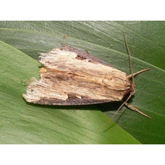 /filer/webapps/moths/media/images/N/nigricostata_Neostichtis_A_Goff_02.jpg