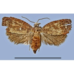 /filer/webapps/moths/media/images/A/albimacula_Cydia_HT_MRSN.jpg