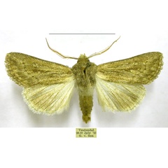 /filer/webapps/moths/media/images/P/pallescens_Ectochela_AM_TMSA.jpg