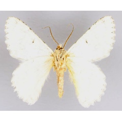 /filer/webapps/moths/media/images/D/delotypa_Pingasa_A_ZSM_02.jpg