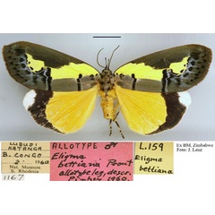/filer/webapps/moths/media/images/B/bettiana_Eligma_NAT_NMB.jpg