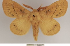 Philotherma rennei