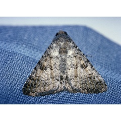 /filer/webapps/moths/media/images/R/robusta_Pandesma_A_Roland_01_b3oYjwC.jpg
