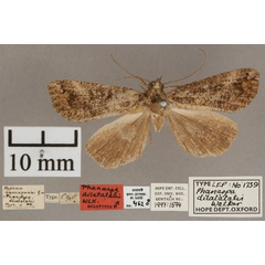 /filer/webapps/moths/media/images/D/dilatatalis_Phanaspa_HT_OUMNH_01.jpg