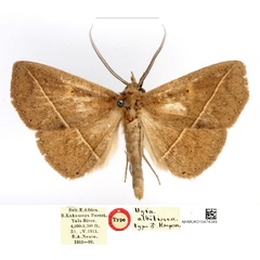 /filer/webapps/moths/media/images/A/albilinea_Ugia_HT_BMNH_7f6nuHP.jpg