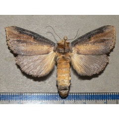 /filer/webapps/moths/media/images/A/atrata_Phalera_A_Goff_01.jpg