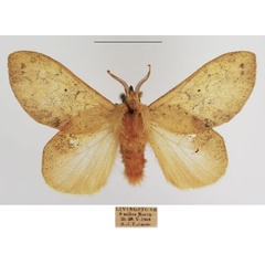 /filer/webapps/moths/media/images/A/africana_Estigena_AM_TSMA_03.jpg