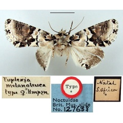 /filer/webapps/moths/media/images/M/melanoleuca_Euplexia_HT_BMNH.jpg