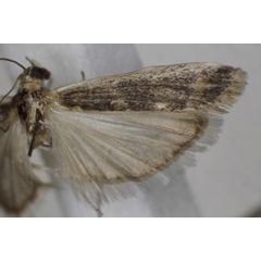 /filer/webapps/moths/media/images/N/nubeculella_Ancylosis_AF_Monks_02.jpg