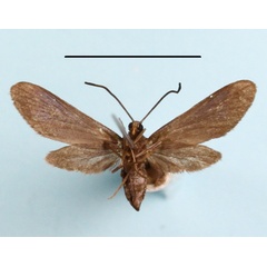 /filer/webapps/moths/media/images/D/durbanica_Malamblia_A_MGCLb_01.JPG