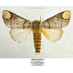 /filer/webapps/moths/media/images/H/hespera_Antheua_PTP_Mueller.jpg