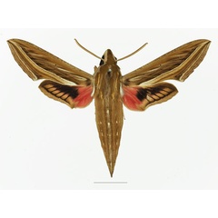 /filer/webapps/moths/media/images/C/celerio_Hippotion_AM_Basquin_01a.jpg