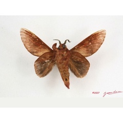 /filer/webapps/moths/media/images/S/schultzei_Afrocesa_AM_Albertb_01.jpg