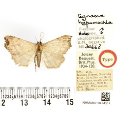 /filer/webapps/moths/media/images/H/hypomochla_Egnasia_HT_BMNH.jpg