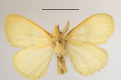 Euproctis iridescens