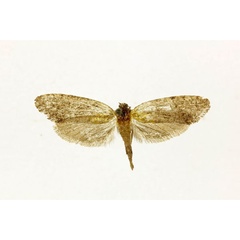 /filer/webapps/moths/media/images/E/erethopa_Melasina_ST_RMCA.jpg