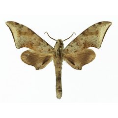 /filer/webapps/moths/media/images/R/retusus_Polyptychus_AM_Basquin_03.jpg