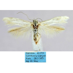 /filer/webapps/moths/media/images/O/ochrosuffusella_Haploscythris_PT_ZMHB_xo1vOb7.jpg