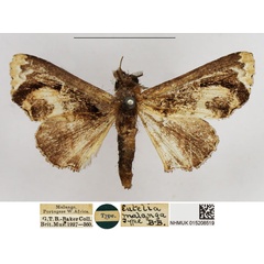 /filer/webapps/moths/media/images/M/malanga_Eutelia_HT_NHMUK.jpg