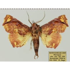 /filer/webapps/moths/media/images/S/snelleni_Eutelia_AM_MNHNa.jpg