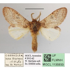 /filer/webapps/moths/media/images/S/sagittata_Desmeocraera_AM_MGCLa_01.JPG